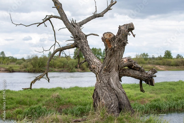 Fototapeta A dry tree on a high riverbank, beautiful clouds