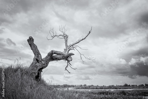 Fototapeta A dry tree on a high riverbank, beautiful clouds