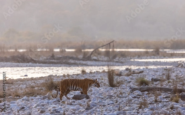 Fototapeta Female tigress (Panthera tigris) walking in the jungle of jim corbett forest.