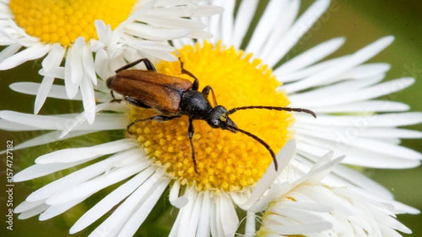 Fototapeta bee on flower