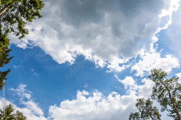 Obraz Pine tree silhouette against cloudy sunset sky