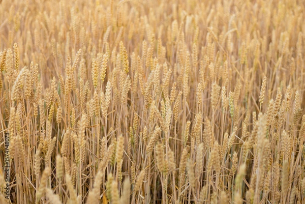 Obraz Wheat field top view, ears wheat from above, golden ripe field of wheat. Background and textures. Summer harvest.