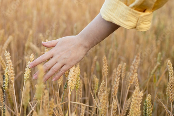 Obraz Wheat field and female hand holding cone in summer day, web banner