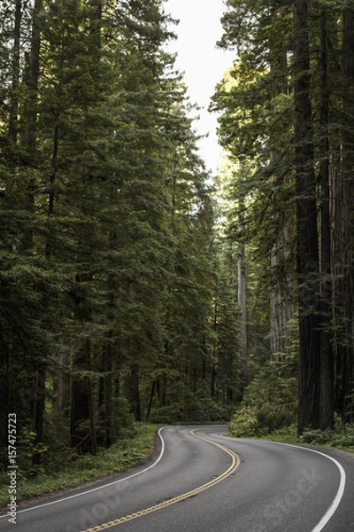 Obraz The Redwood Forest 