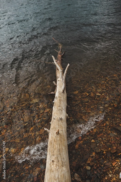 Fototapeta Tree fallen 