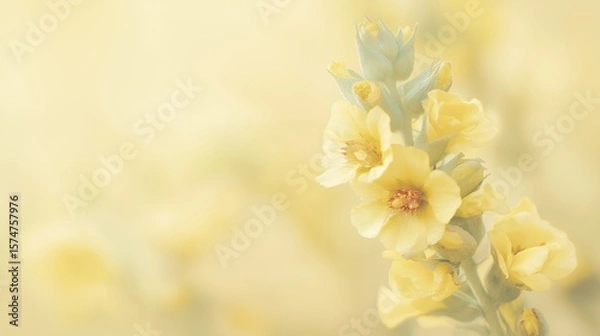 Obraz Elegant flower with a beautifully blurred background captured in a professional studio shot highlighting depth of field and soft tones