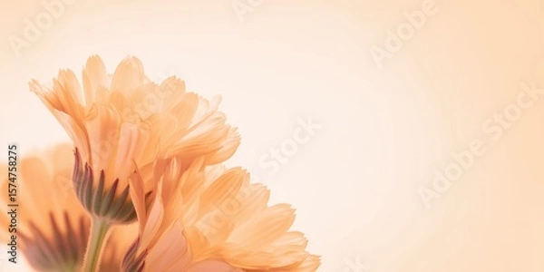 Obraz Vibrant bunch of bright calendula petals captured in a studio setting with soft focus and pastel tones for a cheerful floral display