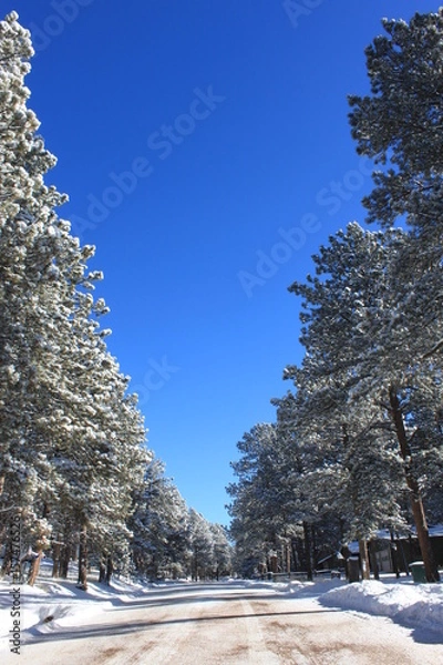 Obraz Colorado winter