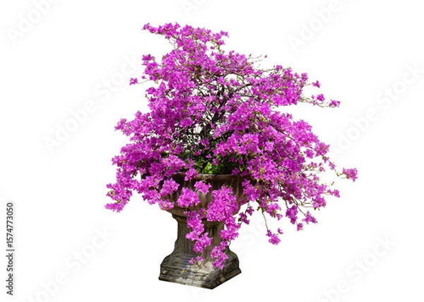 Fototapeta Pink Bougainvillea in a pot isolated on white background. This has clipping path.