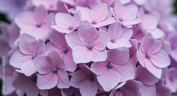 Fototapeta Hydrangea Bloom Soft pink petals with dreamy closeup.