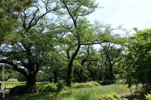 Fototapeta 新緑の森