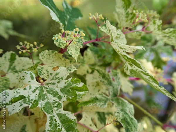 Fototapeta Close-up of bee bee tree foliage and delicate flower buds before full bloom.