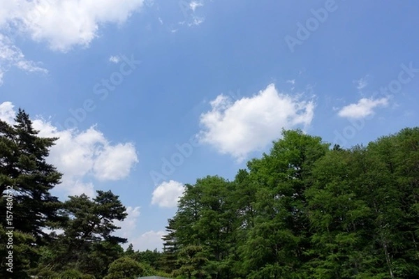 Fototapeta 青空と新緑