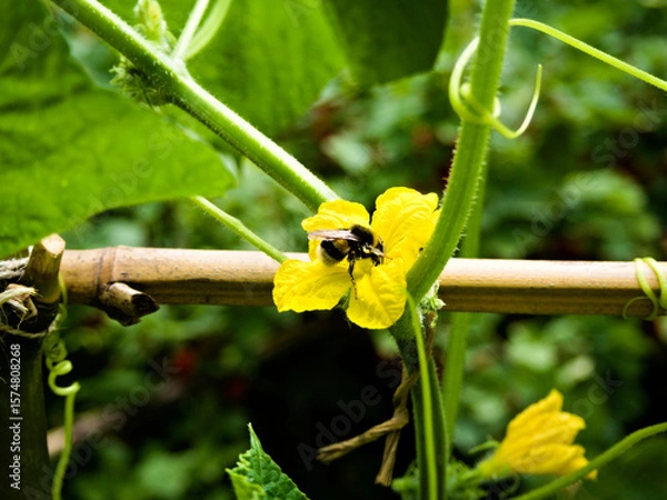 Fototapeta Detailed macro of a pollinator bee on a yellow cucumber blossom with garden leaves in the background.