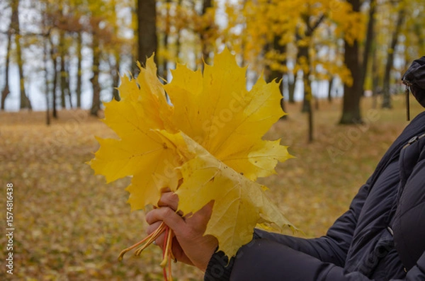 Fototapeta A walk in the park and collected yellow leaves in a bouquet. Hold maple leaves in your hands in autumn