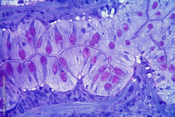 Obraz Goblet cells. Intestinal epithelium