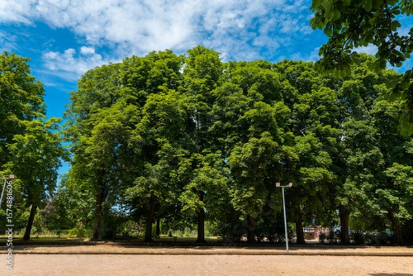 Fototapeta Lush green trees create a serene oasis under a vibrant blue sky in the heart of nature during a sunny afternoon