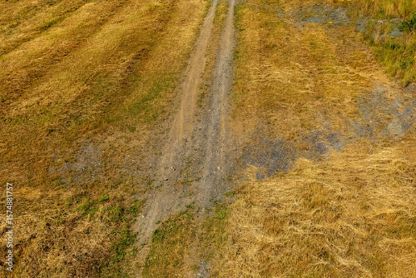 Fototapeta Rural path weaving through golden fields on a sunny day showcasing nature's serenity and beauty