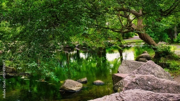Fototapeta river in the forest