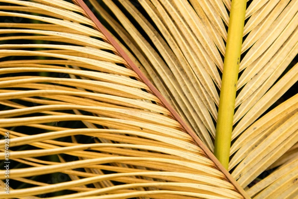 Fototapeta ソテツ　ソテツの葉の部分を撮った。