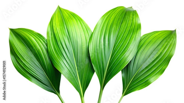 Fototapeta Four vibrant green tropical plant leaves with prominent veins isolated on a transparent background leaf