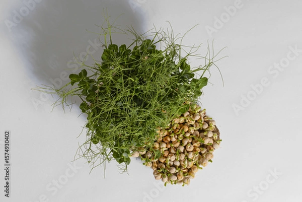 Fototapeta pea microgreens for eating a valuable and healthy product the final stage of growth and ready to be cut on a gray background