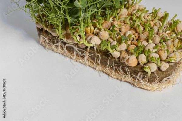Fototapeta pea microgreens for eating a valuable and healthy product the final stage of growth and ready to be cut on a gray background