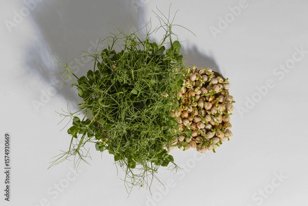 Fototapeta pea microgreens for eating a valuable and healthy product the final stage of growth and ready to be cut on a gray background