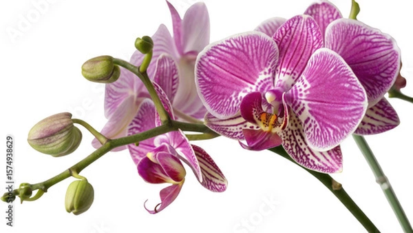 Fototapeta Close up of vibrant pink and white striped orchid flowers and buds isolated on transparent background