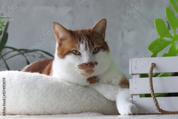 Fototapeta A ginger and white cat in a bed, stretching a paw forward. Thoughtful expression