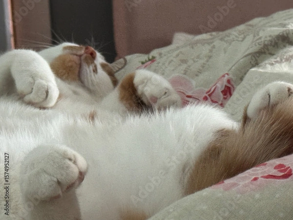 Fototapeta A ginger and white cat sleeping on its back with legs spread. Close-up.