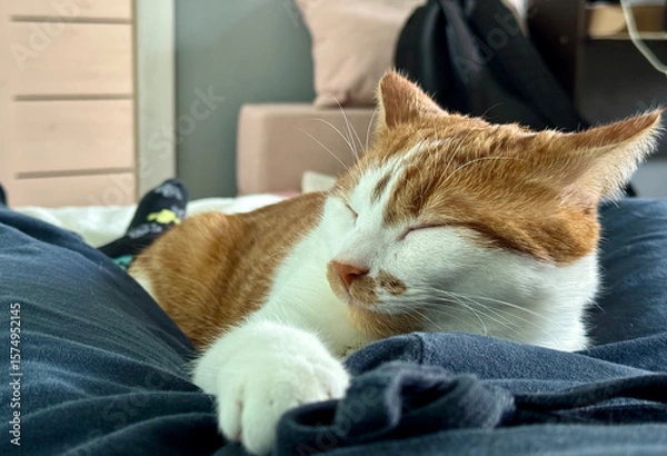 Fototapeta A ginger and white cat sleeping on its stomach, stretching a paw forward. Sleeps on its owner. Close-up.