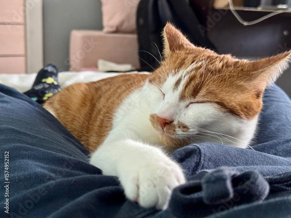 Fototapeta A ginger and white cat sleeping on its stomach, stretching a paw forward. Sleeps on its owner.