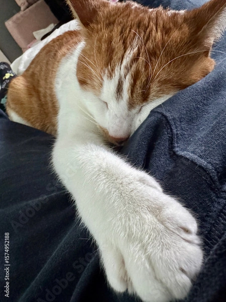Fototapeta A ginger and white cat sleeping on its stomach, stretching a paw forward.