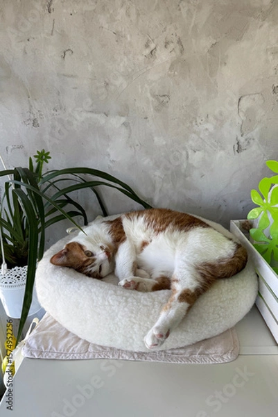 Fototapeta A ginger and white cat resting in a bed.