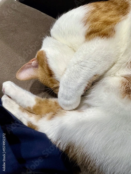 Fototapeta A ginger and white cat sleeping curled up in a ball. Close-up.