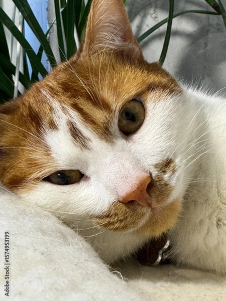 Fototapeta Head of a ginger and white cat looking at the camera while lying down and resting. Close-up.