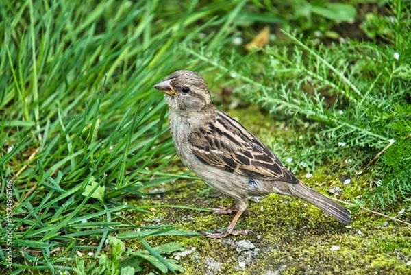 Obraz Close-Up of a Female House Sparrow Standing on Mossy Ground in Nature