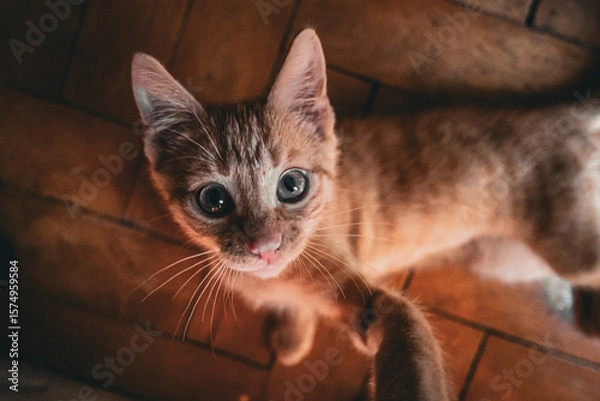 Fototapeta Close-up of an adorable orange tabby kitten. The kitten’s big eyes and fluffy fur make it a perfect image for pet-related themes and playful moments.