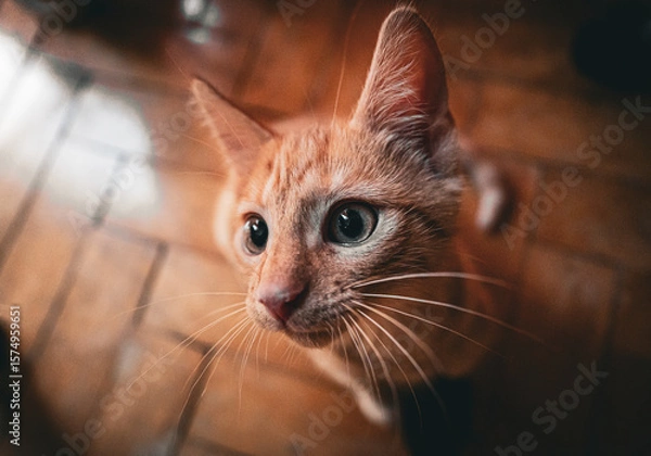 Fototapeta Close-up of an adorable orange tabby kitten. The kitten’s big eyes and fluffy fur make it a perfect image for pet-related themes and playful moments.