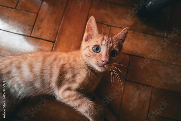 Fototapeta Close-up of an adorable orange tabby kitten. The kitten’s big eyes and fluffy fur make it a perfect image for pet-related themes and playful moments.