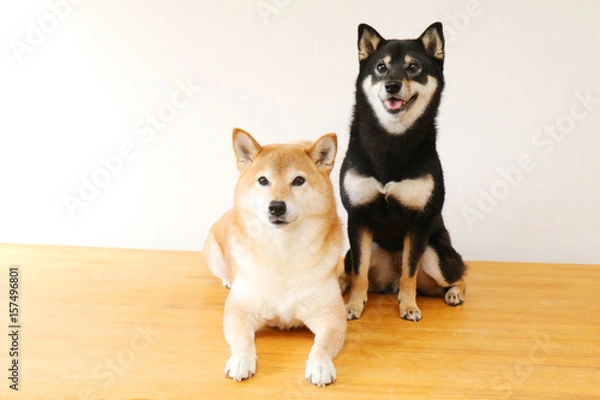 Obraz 柴犬