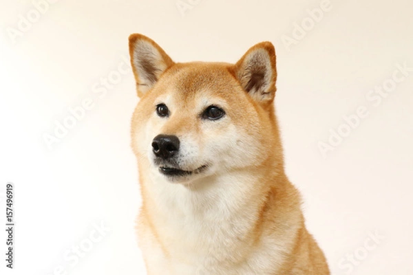 Obraz 柴犬