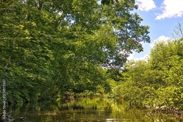 Obraz Sunny Summer day landscape of a shaded stretch of Dells Creek surrounded by a lush green forest near Baraboo, Wisconsin.