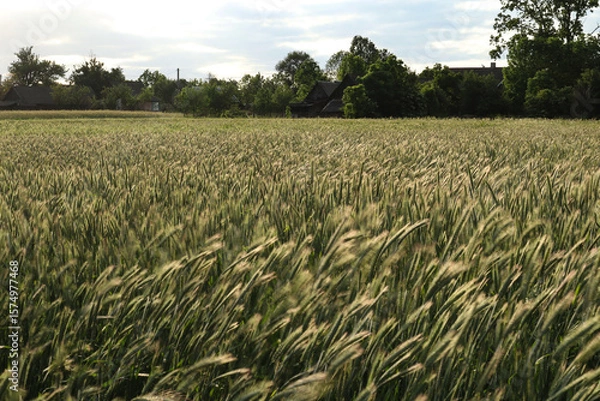 Fototapeta A field of rye in ear against the backdrop of a village on a windy summer day