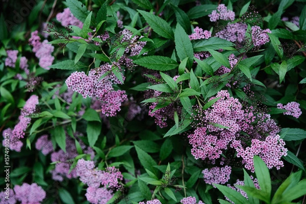 Fototapeta Lush green foliage adorned with clusters of vibrant pink and purple blossoms, creating a beautiful natural tapestry.