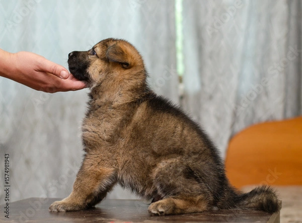 Fototapeta Adorable wolfdog GSD mix puppy sitting on table, gentle hand lifting chin for profile view. Side portrait, one month old. Soft focus background, shallow DOF