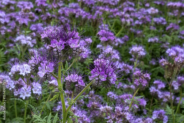 Fototapeta Flowering phacelia in a field on a sunny summer day, close-up