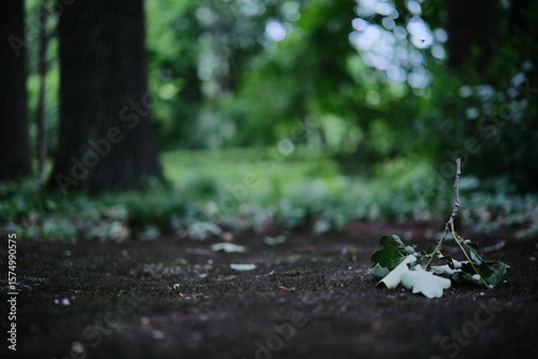 Fototapeta Fallen leaves and a branch lie on a dark forest floor, hinting at the depths of a tranquil woodland.
