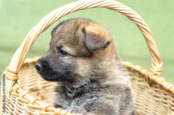 Fototapeta Young wolfdog German Shepherd puppy peeking from basket, side profile perspective. Close-up, outdoor portrait. Gentle expression, natural light, shallow DOF, blurred background